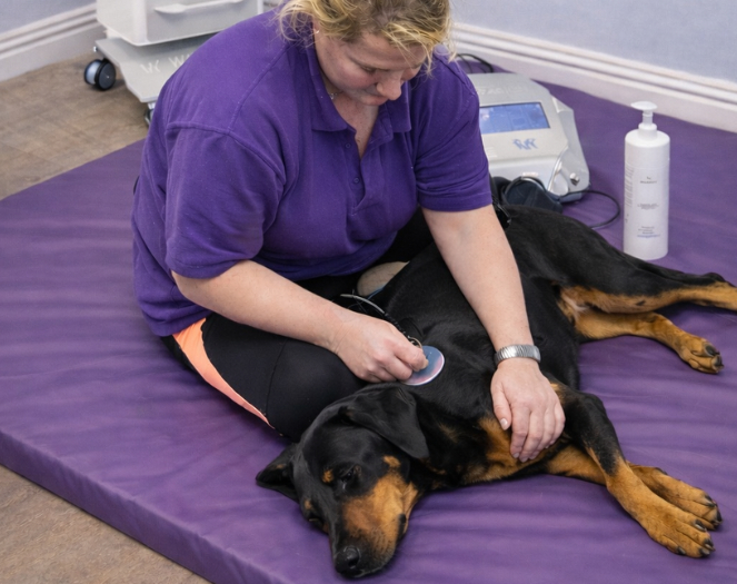 Canine Physical Muscular Development