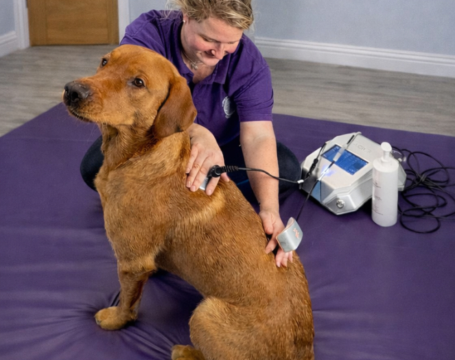 Canine Physiotherapy